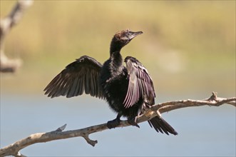 Pygmy Cormorant (Phalacrocorax pygmeus) drying its feathers