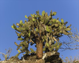 Galapagos Prickly Pear (Opuntia echios)