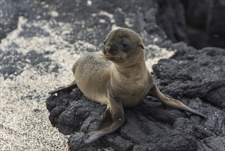 Young Galapagos Sea Lion (Zalophus wollebaeki)