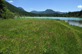 Blooming meadow with Ragged Robin (Lychnis flos-cuculi) beside the shimmering green Lake Hintersee