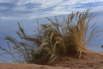 Grass growing on the Elim Dune