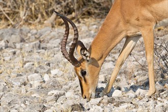 Black-faced Impala (Aepyceros melampus petersi) foraging for food