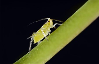 Large Rose Aphid (Macrosiphum rosae)