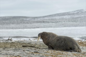 Walrus (Odobenus rosmarus) on a beach