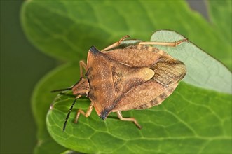 Shield Bug (Carpocoris fuscispinus)