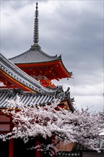 Western gate of Kiyomizu-dera Temple to Cherry Blossom