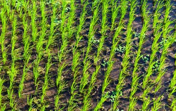 Rice (Oryza sativa) in a rice field