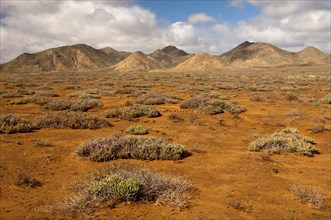 Succulent vegetation on rust-red laterite soil in a winter rainfall desert ecosystem