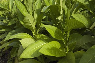 Tobacco plants (Nicotiana tabacum)