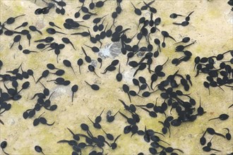 Tadpoles of the Common Toad (Bufo bufo) in a muddy puddle