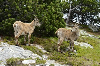 Two Alpine Ibexes (Capra ibex) during change of coat