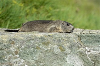 Young Alpine Marmot (Marmota marmota) basking on a rock slab