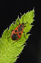 Common Firebug (Pyrrhocoris apterus)