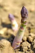 English asparagus spear growing in the field