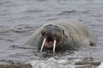 Walrus (Odobenus rosmarus) with its mouth open