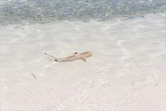 Blacktip Reef Shark (Carcharhinus melanopterus) in shallow water