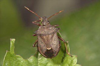Shield Bug species (Picromerus bidens)