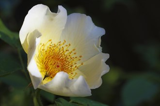 Garden Rose Spring Gold (Rosa pimpinellifolia var. hispida x Joanna Hill)