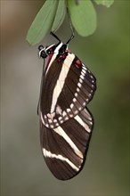 Zebra Longwing Butterfly (Heliconius charithonia)