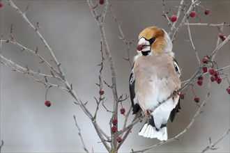 Hawfinch (Coccothraustes coccothraustes) with fruit of the vibrunum bush (Viburnum sp.) in its beak