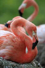 Red Flamingoes or Cuban Flamingoes (Phoenicopterus ruber ruber)