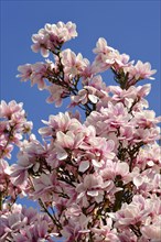 Blooming Magnolia (Magnolia) against a blue sky