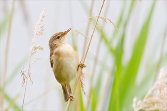 Reed Warbler (Acrocephalus scirpaceus) perched on bulrush