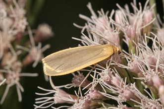 Buff Footman moth (Eilema depressa) sucking on boneset or thoroughwort