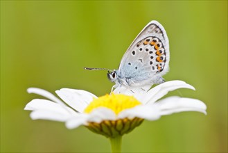 Common Blue (Polyommatus icarus) perched on the flower of an oxeye daisy (Leucanthemum vulgare)