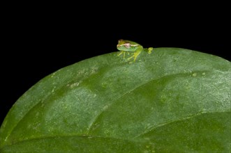 Young Orinoco Lime Tree Frog (Sphaenorhynchus lacteus) sitting on a leaf