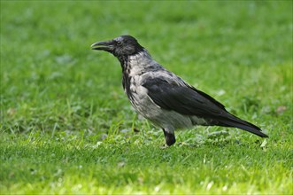 Hooded Crow (Corvus corone cornix) standing on a meadow