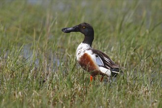 Northern Shoveler (Anas clypeata)