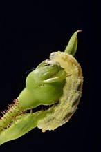 Larva of a Hoverfly (Syrphidae) on a bud of a Rose (Rosa)