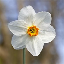 White Daffodil (Narcissus sp.)