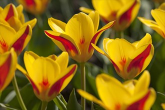 Waterlily Tulips (Tulipa kaufmanniana 'Goldstueck')