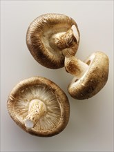 Fresh organic mushrooms