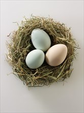 Organic eggs from free-range