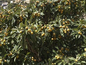 Loquat or Japanese Plum (Eriobotrya japonica) with fruit