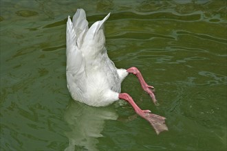 White duck feeding from bottom of pond