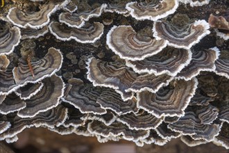 Turkey Tail (Trametes versicolor) on the trunk of a beech
