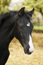 Black Wuerttemberg foal