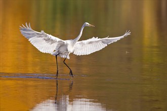 Great Egret (Ardea alba) with outstretched wings