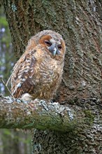 Young Tawny Owl or Brown Owl (Strix aluco) perched on a tree