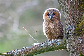 Young Tawny Owl or Brown Owl (Strix aluco) perched on a tree