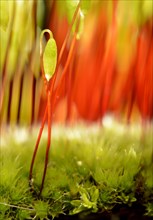 Sporophyte of Creeping feather-moss (Amblystegium serpens)