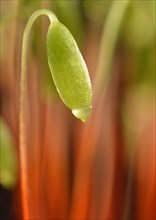 Creeping feather-moss (Amblystegium serpens)