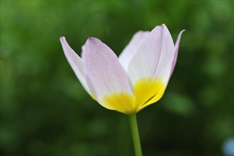 Cretan tulip (Tulipa saxatilis)