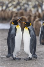 King Penguins (Aptenodytes patagonicus) adult birds