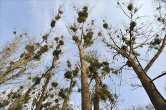 Mistletoe (Viscum album) growing in Poplar Trees (Populus)