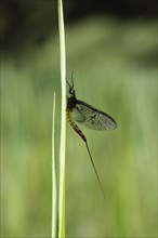 Mayfly or Shadfly (Ephemeroptera)